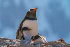 Antarctica, Petermann Island. Gentoo penguin and chicks at rookery. Art Print